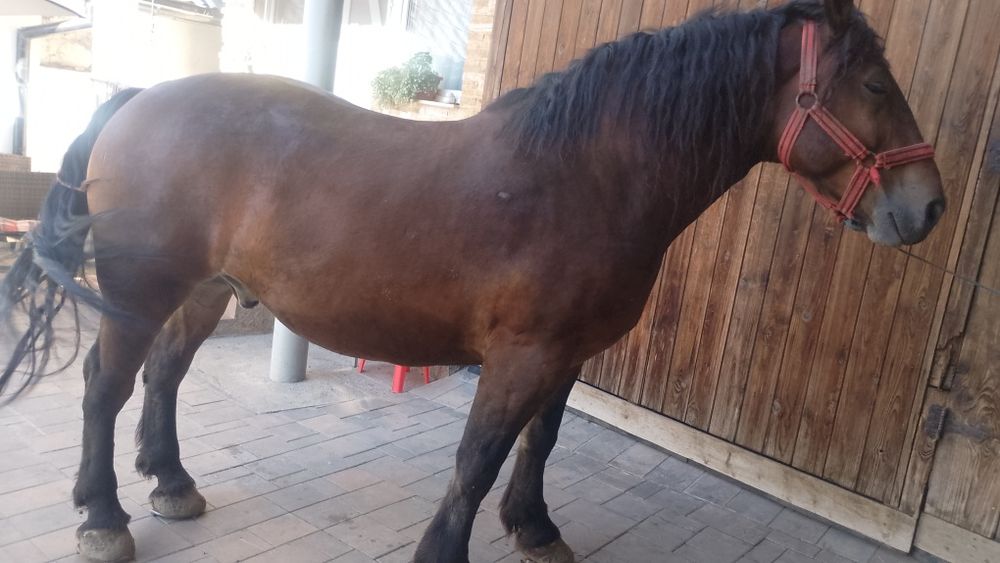 Vând cal de 5 anii  analtime 180 la hreban mai multe detalii  an priva