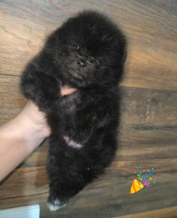 Померанский Шпиц