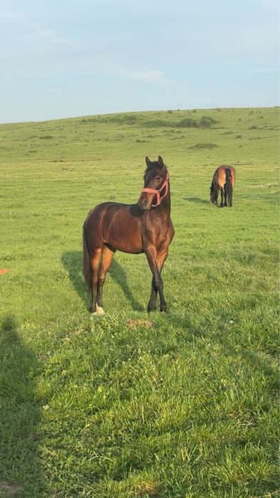 vând iapă tânară pt. echitatie