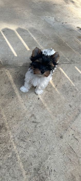 Biewer Yorkshire terrier