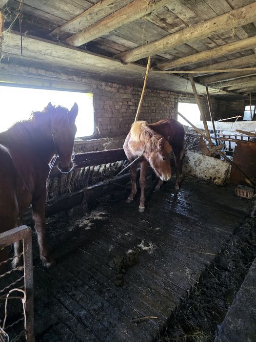 Две кафяви женски кончета