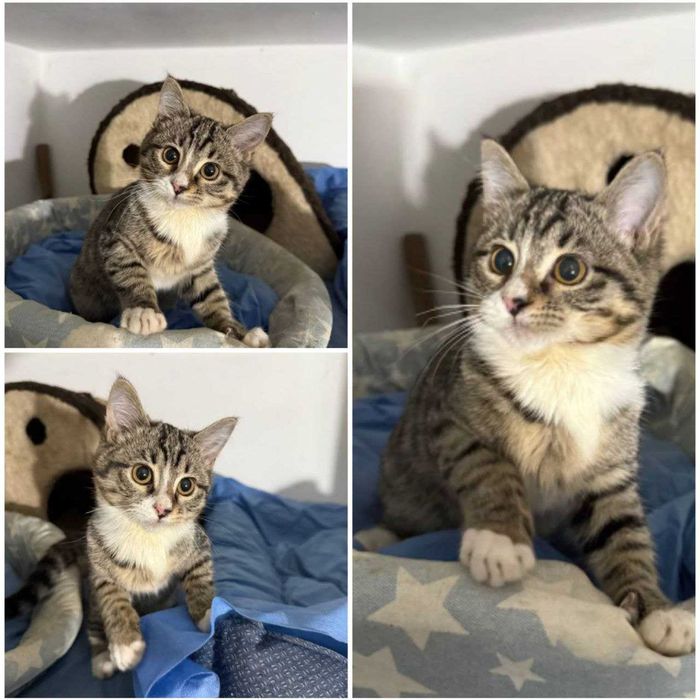 Котенок, ухоженный, ~3 месяца!