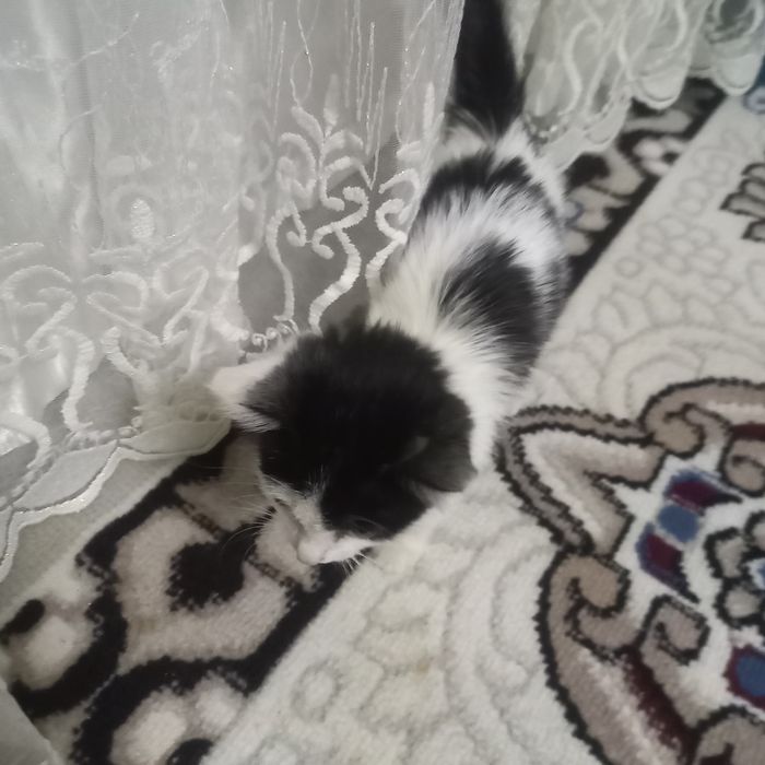 Aq qara misiq, kishkantay