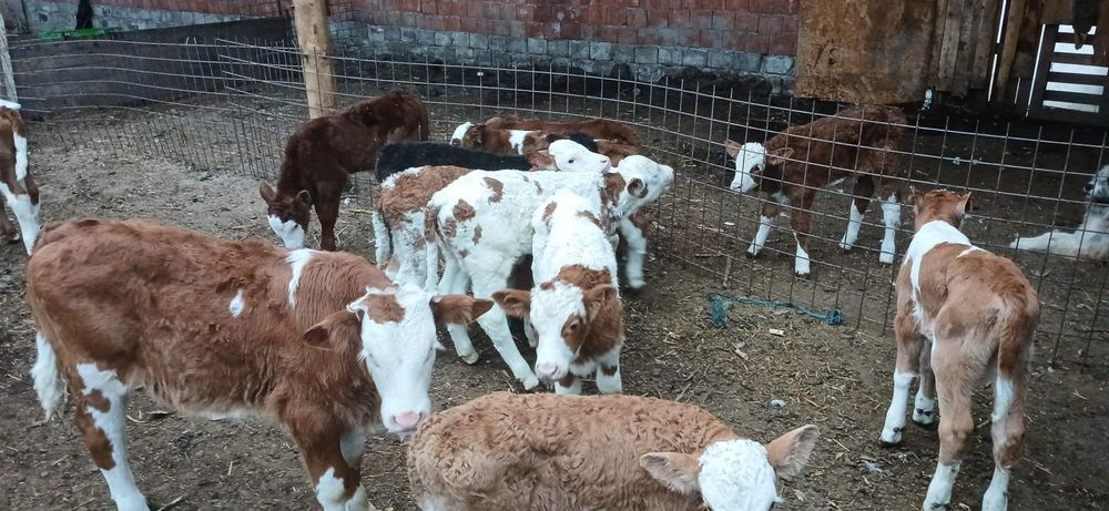 Vând vitei limousin,belgian etc