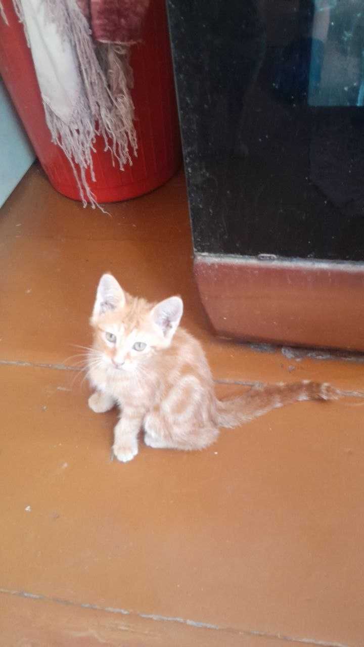 Отдам котенка в хорошие руки