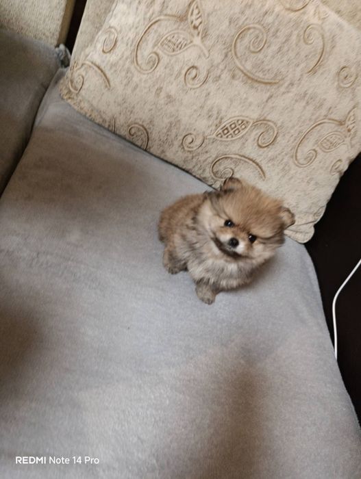 Продавам пумерани