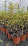 Arbore de matase (albizia) la ghiveci