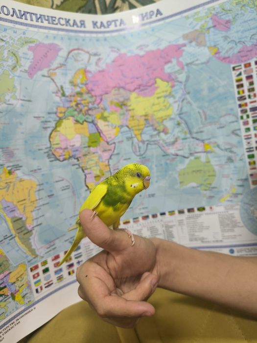 Ручной волнистый попугаи
