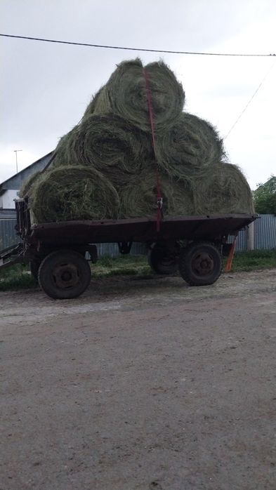 Шөп сатылады житняк аралас