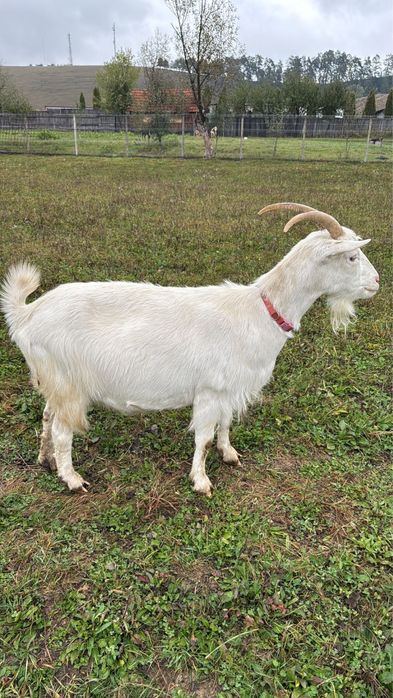 Capre saanen de vanzare