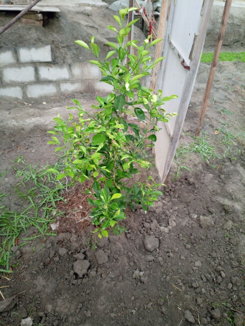 Limon koʼchatlari sotiladi