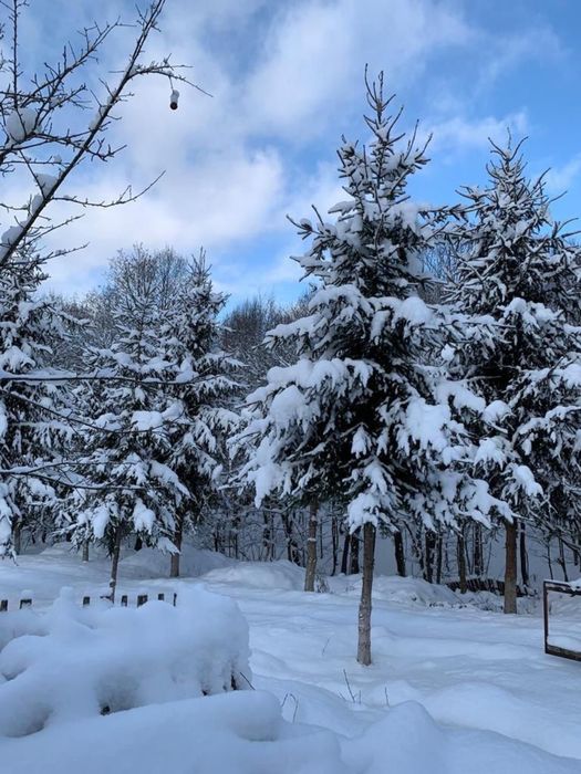 Oferta de Revelion 2026 : Vila Lac Resort Codrii Vlasinului Vanatori