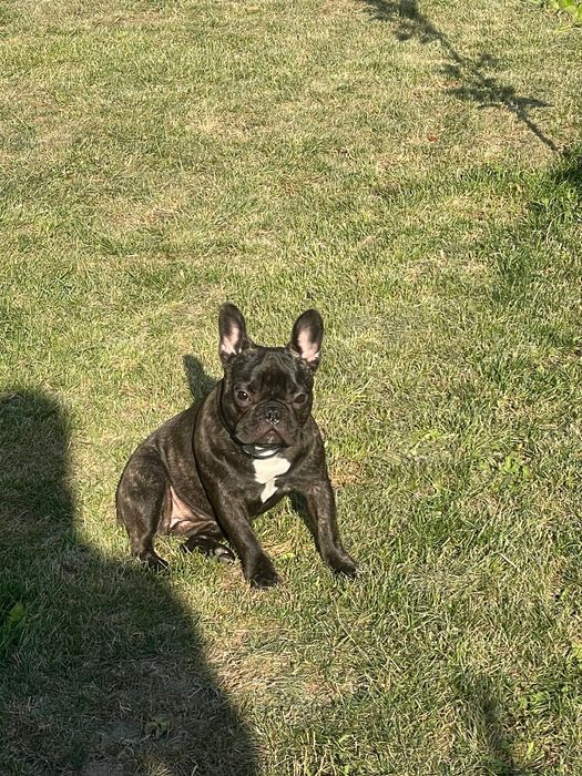 Френски булдог (женско)