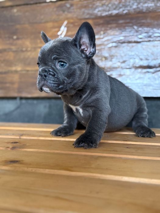 Bulldog francez blue