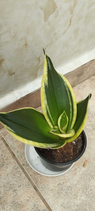 Стайни цветя за продажба!