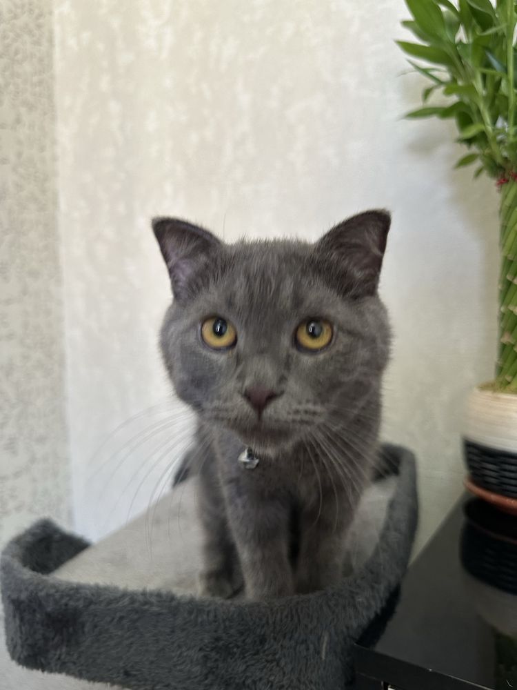 Scottish fold 6-7 oylik. Privivka ogan, shoxmas. Ogil bola