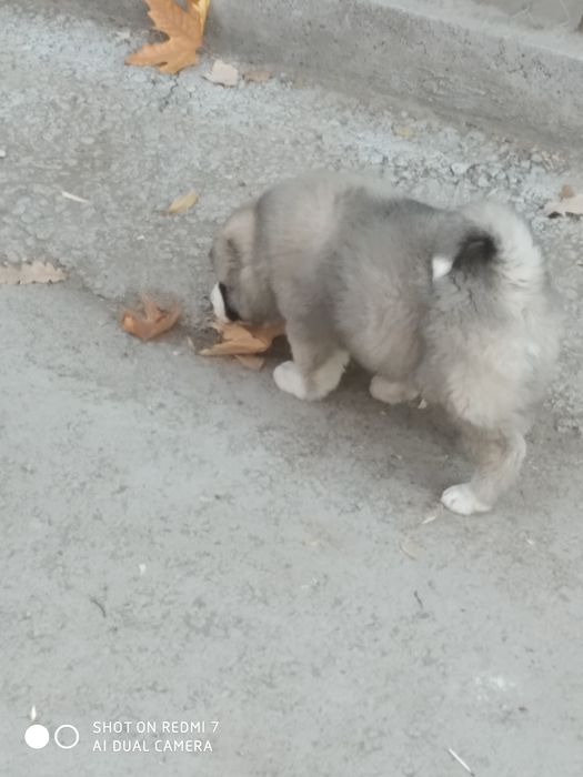 Кафказ алабай чистокровные