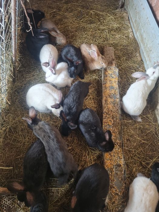 Vând iepuri rasă comuna