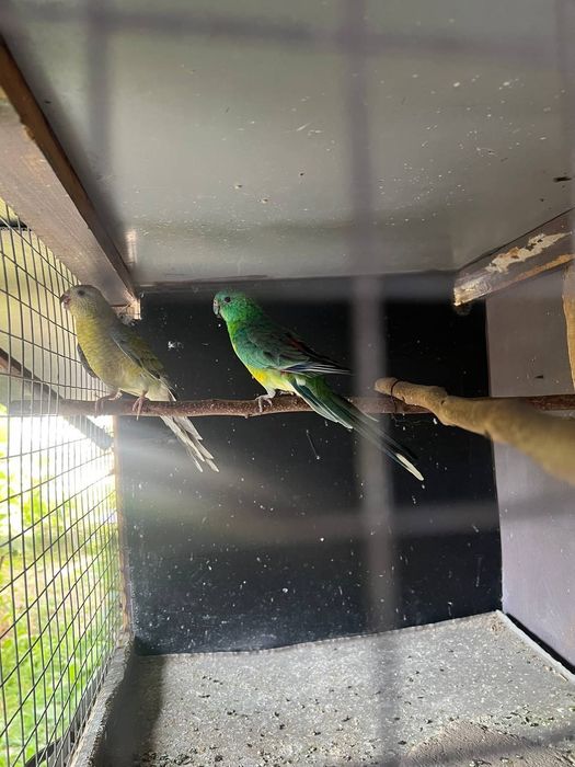 Певчий папугай пара