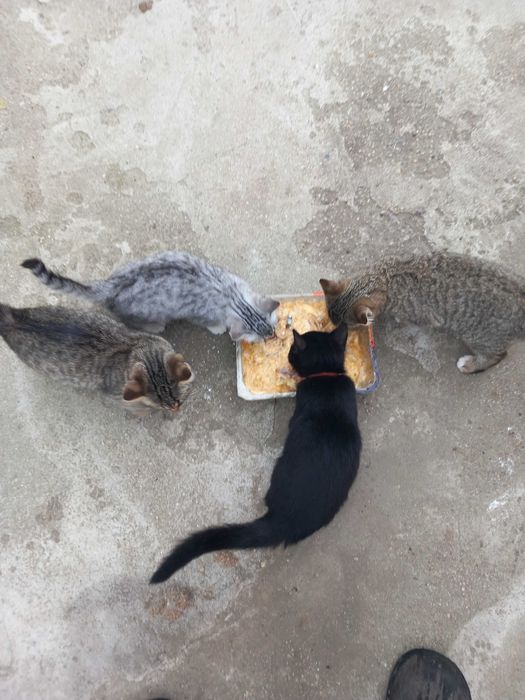 Pisici pentru adopti