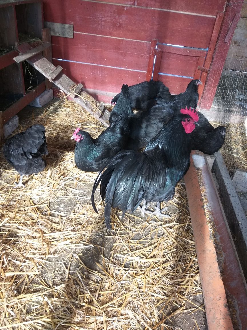 Oua incubat gaini Australorp