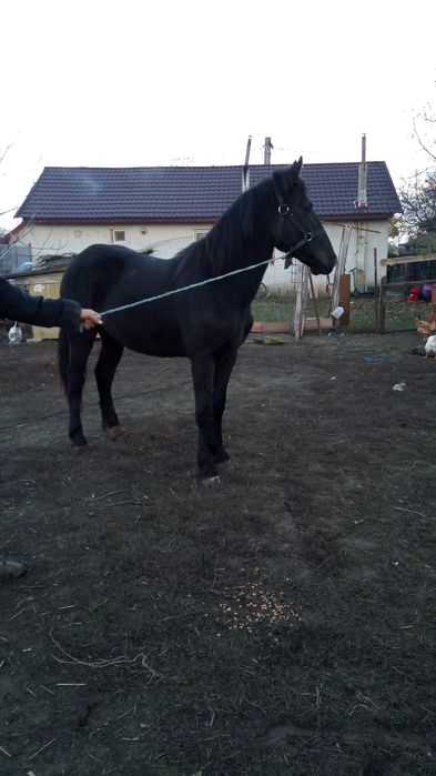 Mânz metis de Frizian