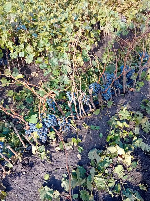 Vita de vie Anul 1 2 3