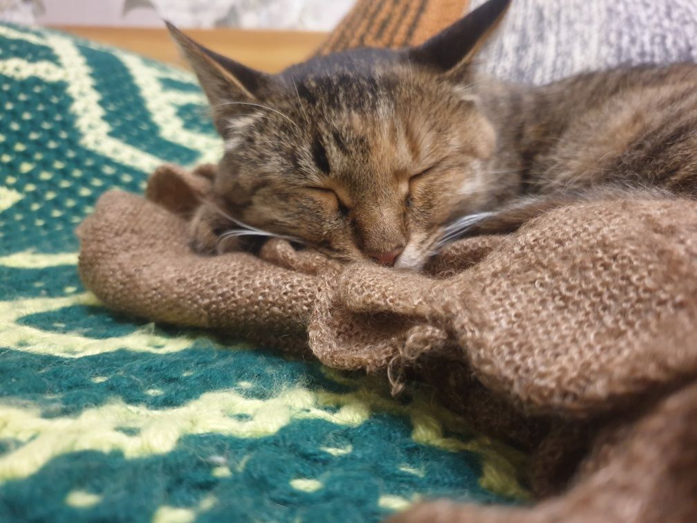 Срочно! Кошка и котенок ищут любящих и заботливых хозяев