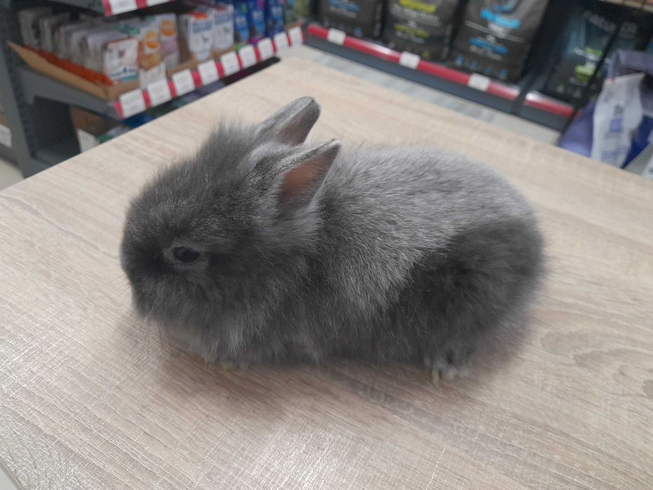 Декоративно мини зайче Холандско джудже