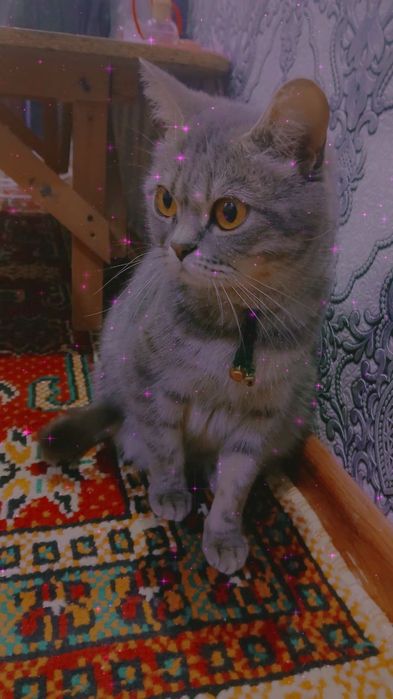 Britan mushugi sotiladi