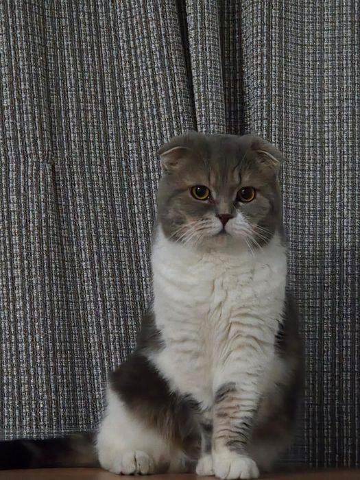 Отдам в добрые руки кота .