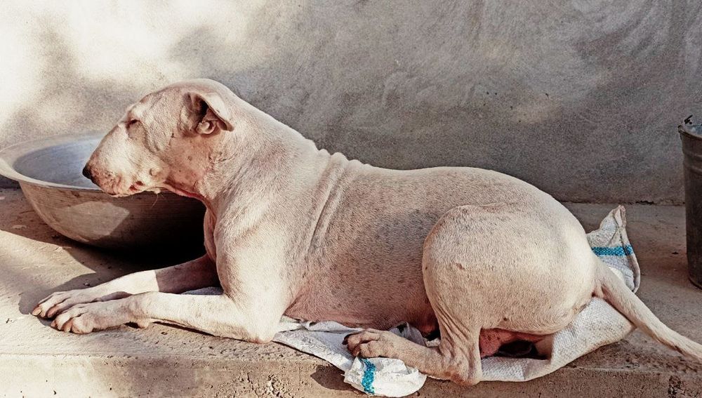 Бультерьер помесь с дворнягой