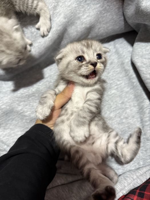 Scottish fold mushuk