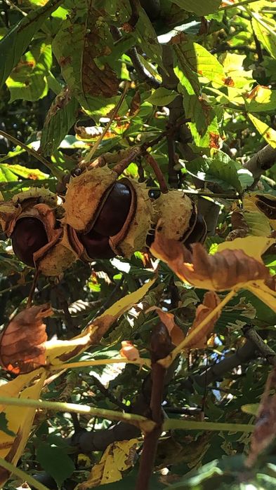 Конный каштан помогает при заболеваниях геморее и вен