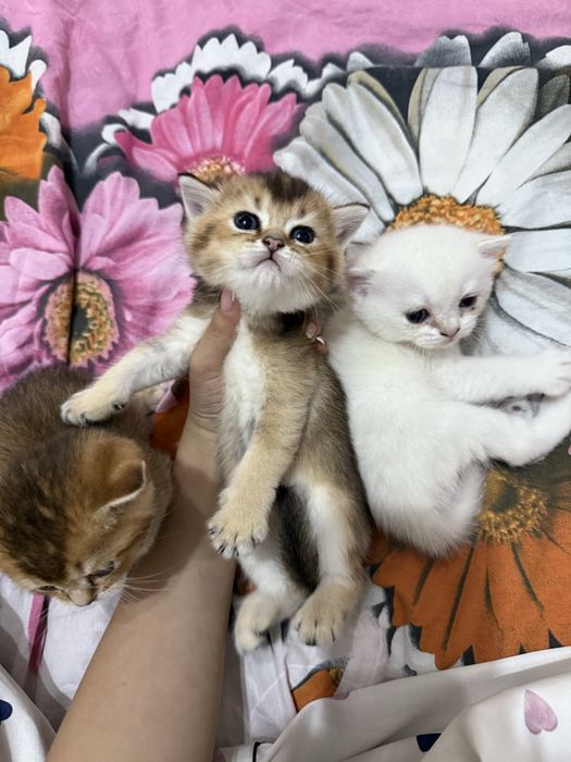 продаются котята шиншилы
