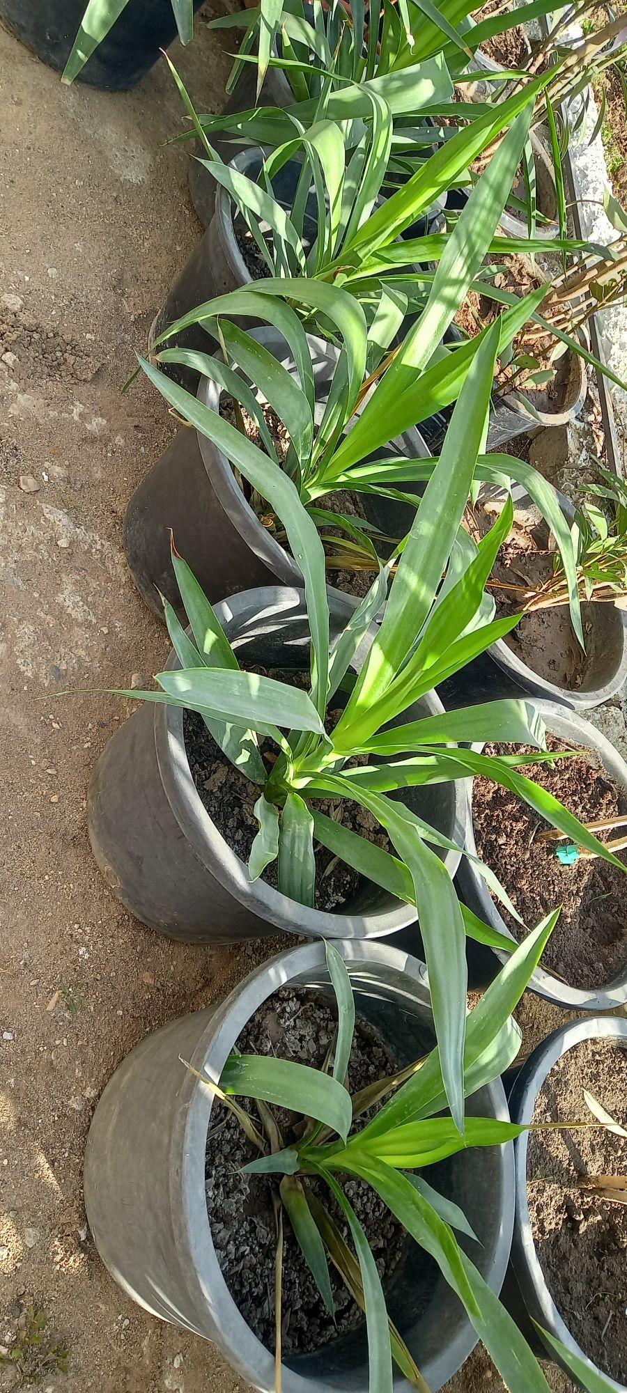 Yucca de vanzare