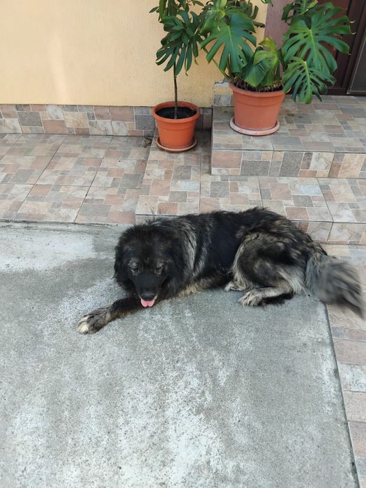 Donez femela cibanesc caucazian