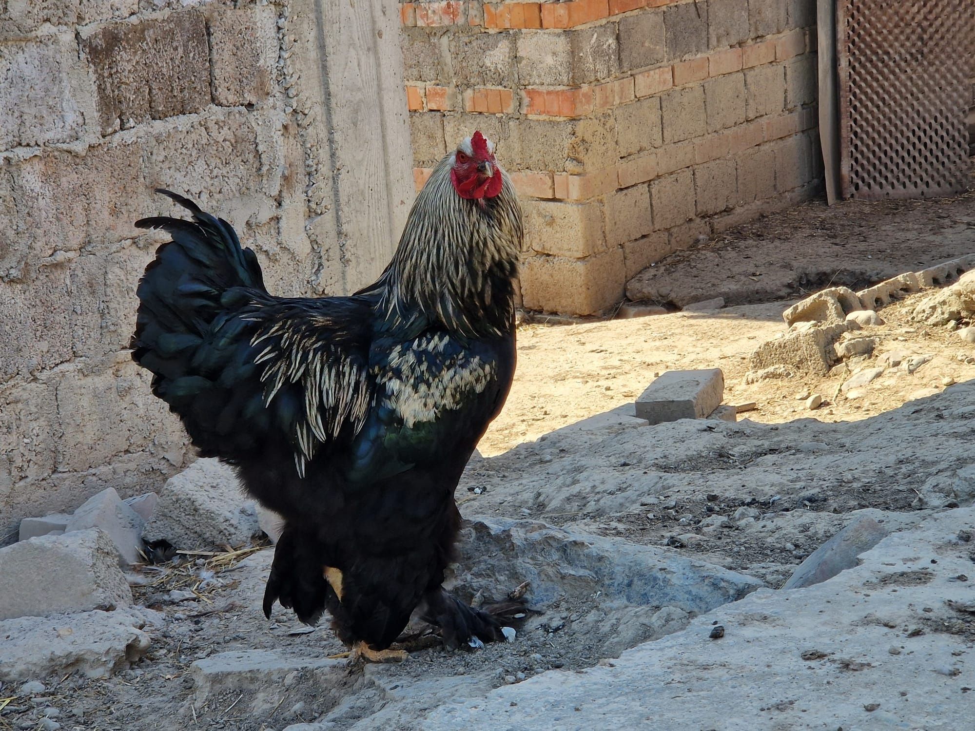 Vând cocos de rasa Brahma