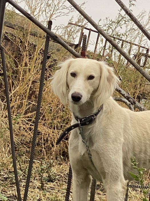 Өскемен Тазы 2,5 жасар