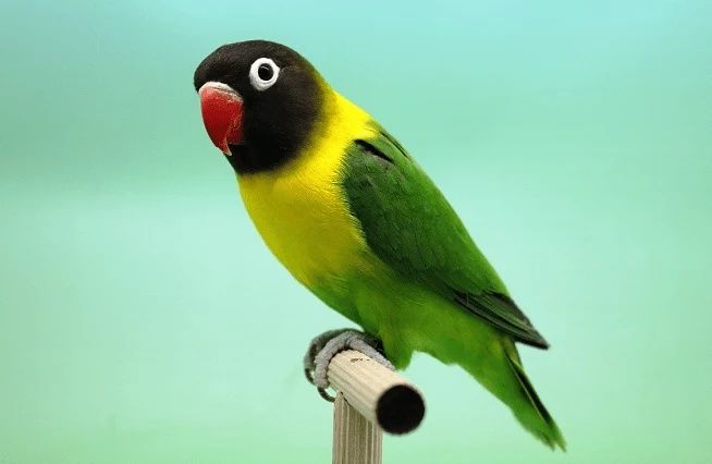 готовый самец маска или обмен на самца