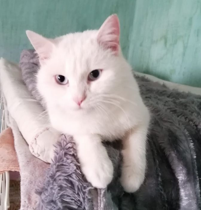 Срочно котик!    !