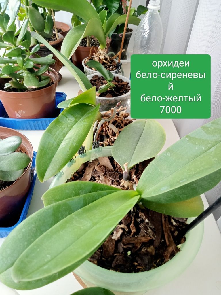 Орхидеи распродажа