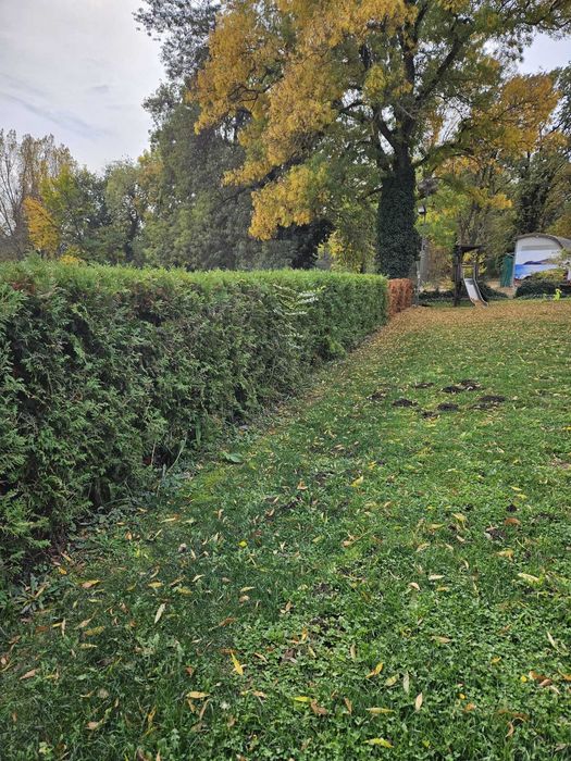 Tuia biota  pt gard  viu