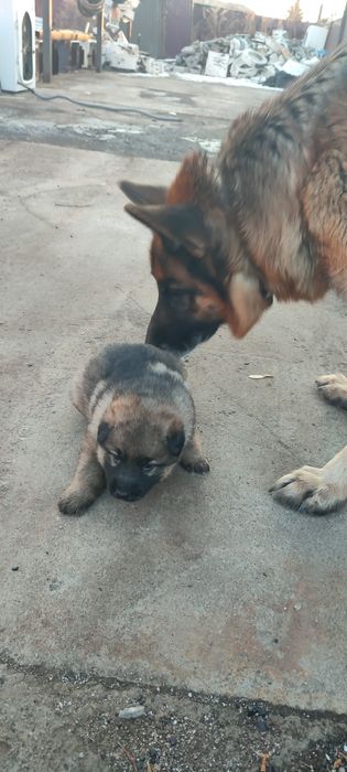 Продам щенков немецкой овчарки!
