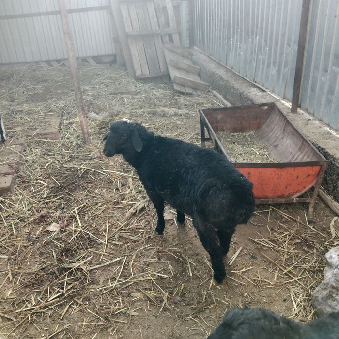 Семіз тоқты сатылады