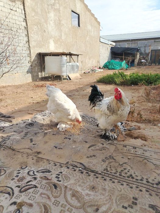 Tovuq va xoʻroz bruller