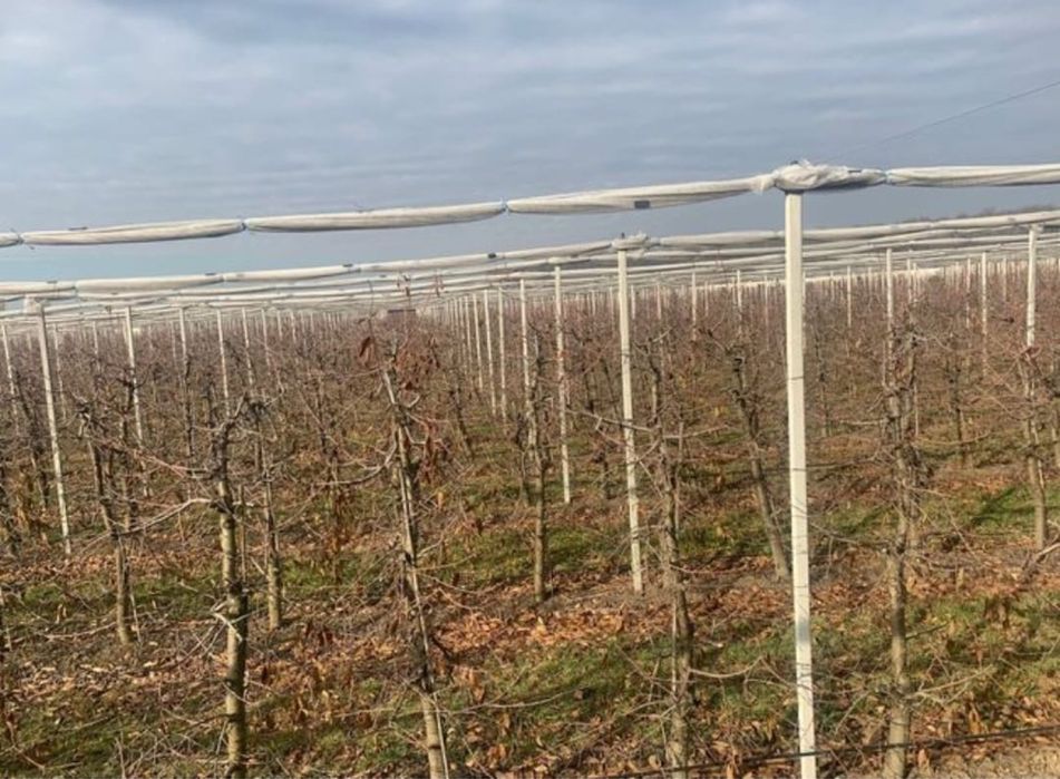 Toaletari pomi fructiferi  tranport crengi