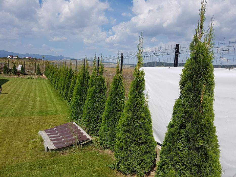 Leylandii / Tuia Smaragd / Laur Englezesc Novita / Photinia Red Robin