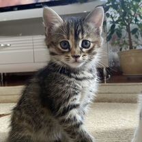 Котята ( прочтите сами и передайте своим знакомым)