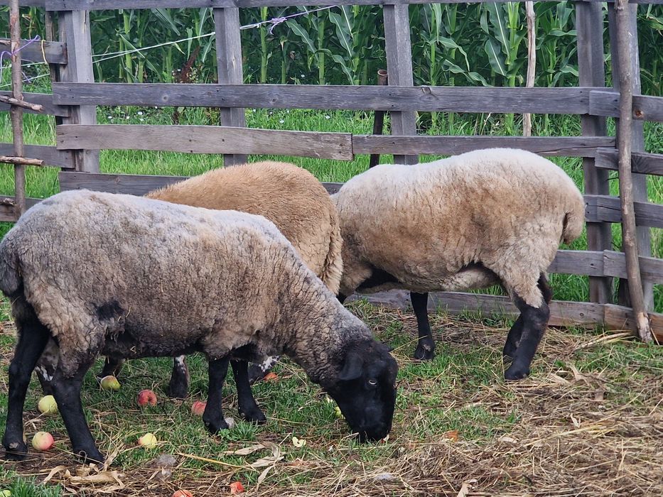 Vând berbec rasa Texel